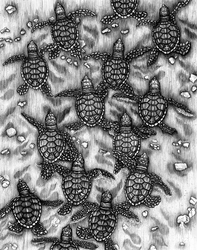 Baby Sea Turtles (original drawing)